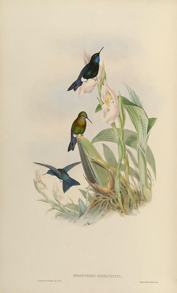 Eriocnemis nigrivestis von John Gould Kunstdruck kaufen